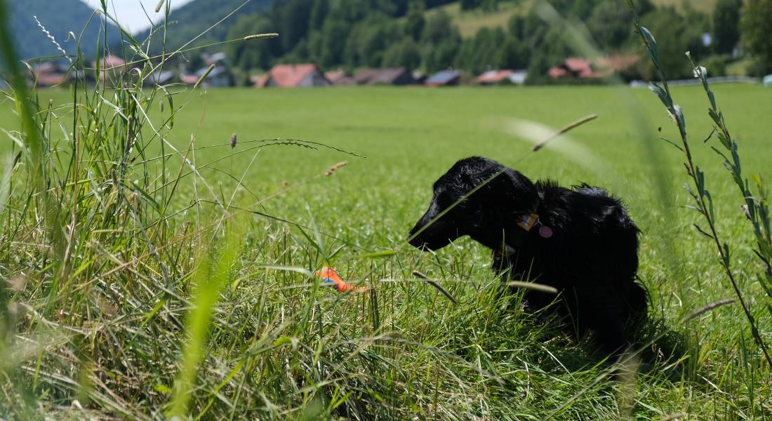 Dogs - Rosenalp Gesundheitsresort & SPA